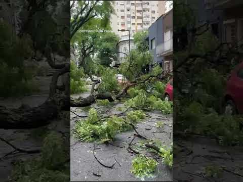 Árbol es derribado por una tormenta y cae sobre casa en Buenos Aires Árbol es derribado por una tormenta y cae sobre casa en Buenos Aires