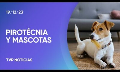 CÃ³mo cuidar a las mascotas en las fiestas