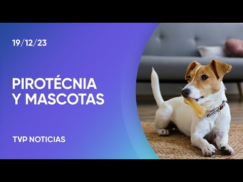 Cómo cuidar a las mascotas en las fiestas Cómo cuidar a las mascotas en las fiestas