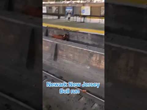 Toro interrumpe el servicio de trenes en Nueva Jersey Toro interrumpe el servicio de trenes en Nueva Jersey