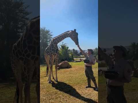 Así es la vida de la jirafa Benito en su nuevo hogar en Puebla, México Así es la vida de la jirafa Benito en su nuevo hogar en Puebla, México