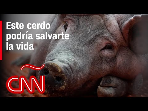 Cerdos modificados genéticamente que podrían ayudar a resolver la crisis de órganos Cerdos modificados genéticamente que podrían ayudar a resolver la crisis de órganos