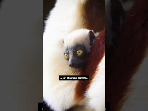 Conocé al #lémur bailarín, uno de los primates más raros del mundo que sólo habita en #Madagascar