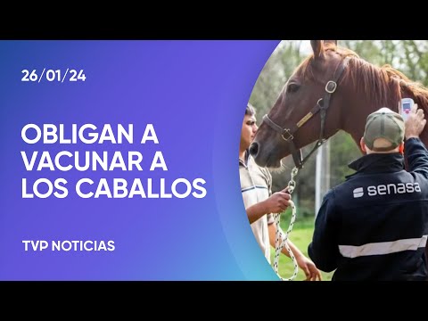 Encefalomielitis: obligan a vacunar a los caballos