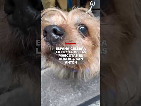 España celebra la fiesta de las mascotas en honor a San Antón #españa #perros #fiestas España celebra la fiesta de las mascotas en honor a San Antón #españa #perros #fiestas