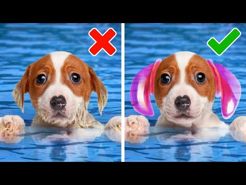 Hacks para Mascotas que Cambiarán tu Vida: Simplifica tu Rutina Diaria