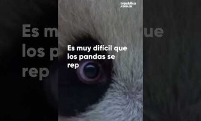 La bebÃ© panda del zoolÃ³gico de MoscÃº ya tiene nombre