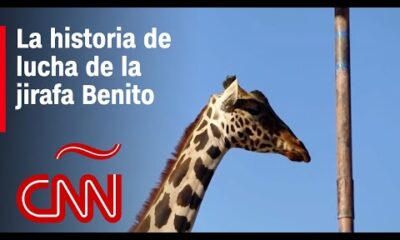 La historia de la jirafa Benito, que atravesará medio México hacia una reserva natural para salvarse