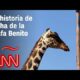 La historia de la jirafa Benito, que atravesará medio México hacia una reserva natural para salvarse