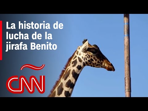 La historia de la jirafa Benito, que atravesará medio México hacia una reserva natural para salvarse La historia de la jirafa Benito, que atravesará medio México hacia una reserva natural para salvarse