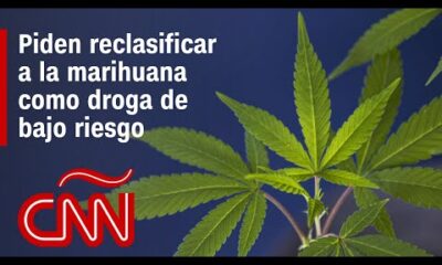 La marihuana podría ser reclasificada como droga de bajo riesgo en EE.UU., ¿qué efectos tendría