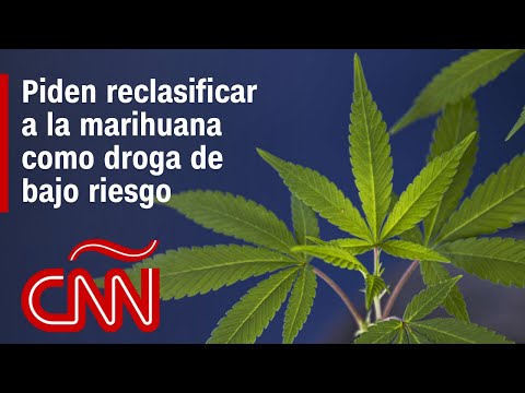La marihuana podría ser reclasificada como droga de bajo riesgo en EE.UU., ¿qué efectos tendría La marihuana podría ser reclasificada como droga de bajo riesgo en EE.UU., ¿qué efectos tendría