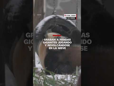 Pandas gigantes son grabados jugando y revolcándose en la nieve