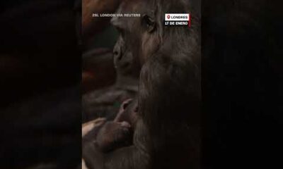 Un video captó a una madre gorila cuidando de su bebé recién nacido. #animales #zoo