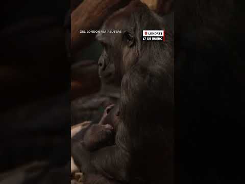 Un video captó a una madre gorila cuidando de su bebé recién nacido. #animales #zoo