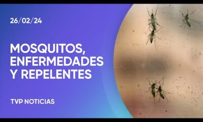 Â¿CÃ³mo identificar al mosquito que transmite el dengue?