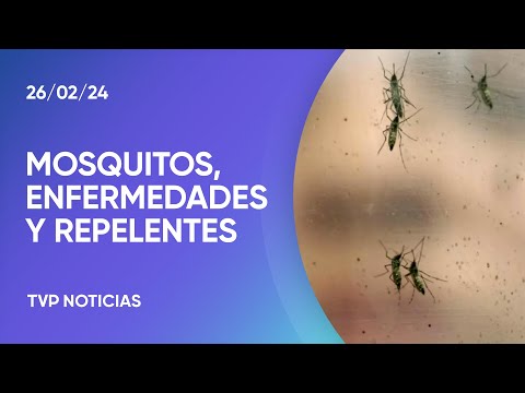 Â¿CÃ³mo identificar al mosquito que transmite el dengue?