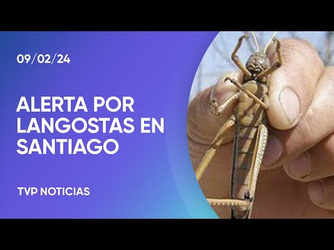 Alerta en Santiago del Estero por la presencia de langostas