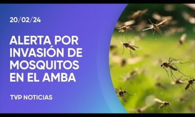 Alerta por invasiÃ³n de mosquitos en el AMBA