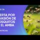 Alerta por invasiÃ³n de mosquitos en el AMBA