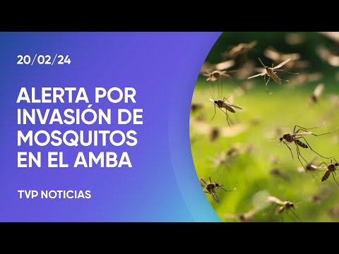 Alerta por invasión de mosquitos en el AMBA Alerta por invasión de mosquitos en el AMBA