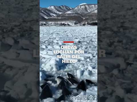 Captan a un grupo de orcas atrapadas en el hielo luchando por salir Captan a un grupo de orcas atrapadas en el hielo luchando por salir