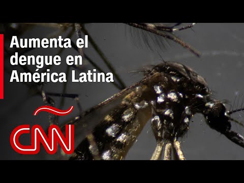 El preocupante aumento del dengue en América Latina El preocupante aumento del dengue en América Latina