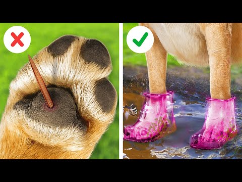 Increíbles Trucos para Padres de Mascotas 🐾😻 Proyectos Caseros, Juguetes y Gadgets Útiles Increíbles Trucos para Padres de Mascotas 🐾😻 Proyectos Caseros, Juguetes y Gadgets Útiles