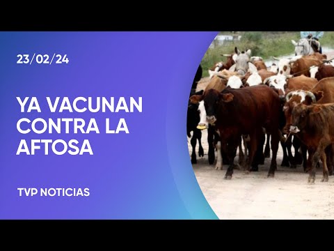 Inician la primera campaÃ±a de vacunaciÃ³n anual contra la fiebre aftosa
