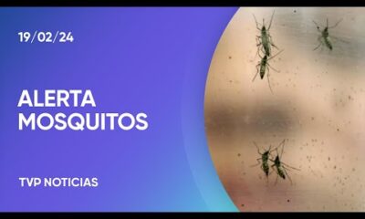 InvasiÃ³n de mosquitos en el AMBA: cÃ³mo prevenir el dengue y quÃ© opinan los vecinos