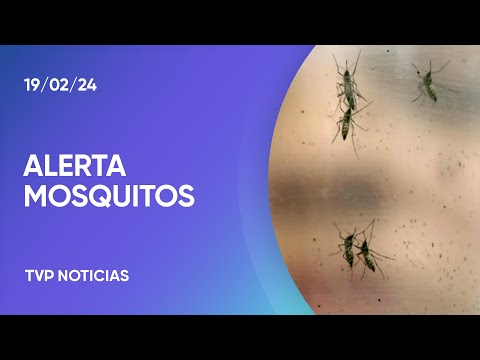 InvasiÃ³n de mosquitos en el AMBA: cÃ³mo prevenir el dengue y quÃ© opinan los vecinos