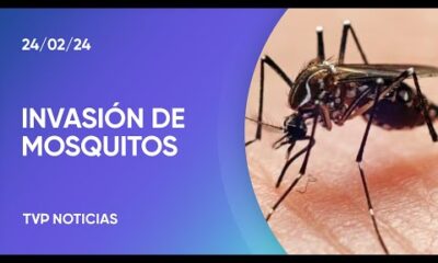 Los “mosquitos de la inundaciÃ³n” seguirÃ¡n 10 dÃ­as mÃ¡s