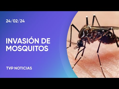 Los «mosquitos de la inundaciÃ³n» seguirÃ¡n 10 dÃ­as mÃ¡s