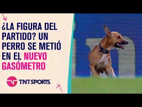 ¡No lo podían parar! Un perro se metió a la cancha en el el encuentro entre #SanLorenzo y #Union 🐶 ¡No lo podían parar! Un perro se metió a la cancha en el el encuentro entre #SanLorenzo y #Union 🐶