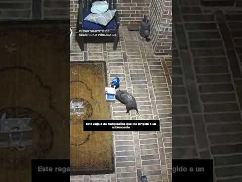 No todos los ladrones son humanos: mira a esta zarigüeya robar el regalo de cumpleaños de alguien
