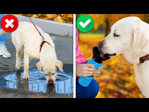 Trucos para Viajar con Mascotas: ¡Haz que tus Viajes Sean Libres de Estrés! | IDEAS IN 5 MINUTES Trucos para Viajar con Mascotas: ¡Haz que tus Viajes Sean Libres de Estrés! | IDEAS IN 5 MINUTES