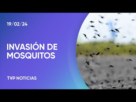 Una ola de mosquitos recorre el AMBA Una ola de mosquitos recorre el AMBA