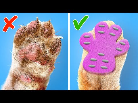 Adorables Trucos y Gadgets para Nuestros Amigos Peludos 🐱🐾