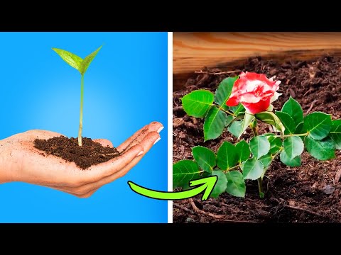 ¡Ahora mira ‘Ideas en 5 Minutos’ en Samsung TV Plus México! ¡Ahora mira ‘Ideas en 5 Minutos’ en Samsung TV Plus México!