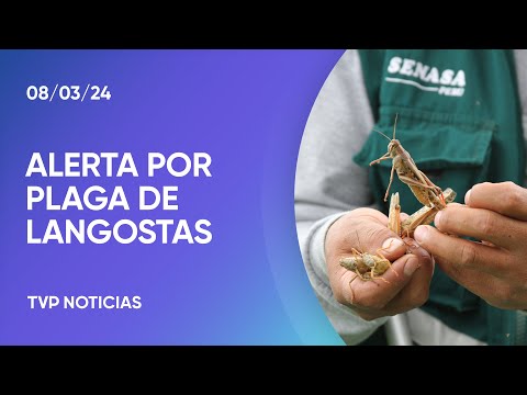 Alerta por langostas en el norte argentino