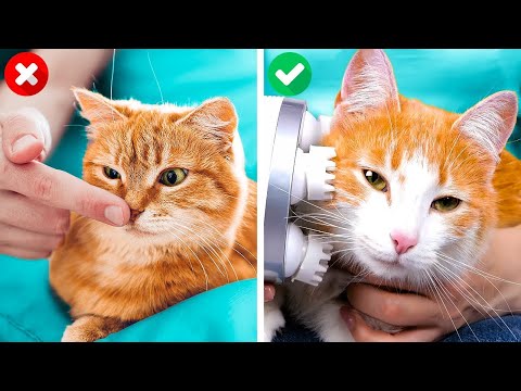 Cómo Cuidar A Tu Mascota: Consejos de Expertos Para una Mascota Sana y Feliz | Ideas En 5 Minutos