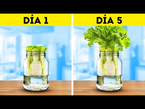Jardinería Para Principiantes 🌻🥕 Convierte Sobras en Nuevas Plantas y Cultiva Tus Propias Verduras
