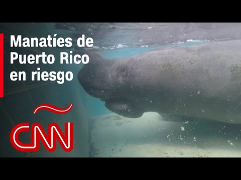 Población de manatíes en Puerto Rico en riesgo por alta mortalidad