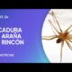 Recomendaciones por la picadura de una araÃ±a de rincÃ³n