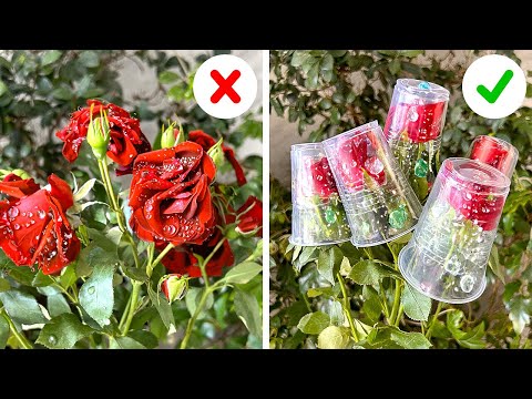 Trucos de Jardinería Probados y Verdaderos que Realmente Funcionan 🌿🌹