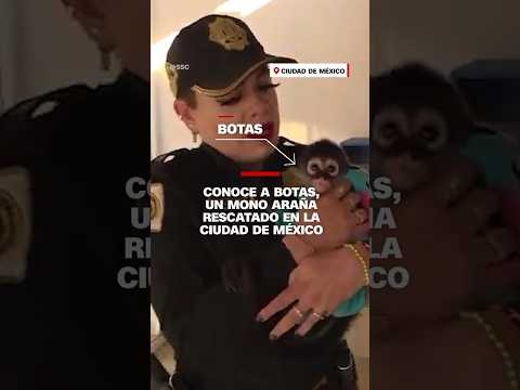 Conoce a Botas, un mono araña rescatado en la ciudad de #México