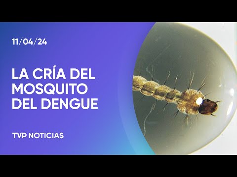 Dengue: ¿cuándo será la curva de descenso? Dengue: ¿cuándo será la curva de descenso?