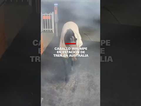 🐴 Caballo irrumpe en estación de tren en #Australia