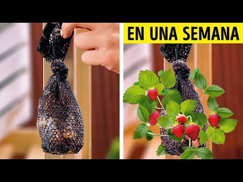 Jardinería de primavera para principiantes 🌸🌿 Prueba estos trucos y haz que tu jardín florezca Jardinería de primavera para principiantes 🌸🌿 Prueba estos trucos y haz que tu jardín florezca