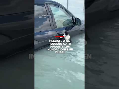 Rescate a un pequeño gato durante las inundaciones en #Dubai Rescate a un pequeño gato durante las inundaciones en #Dubai